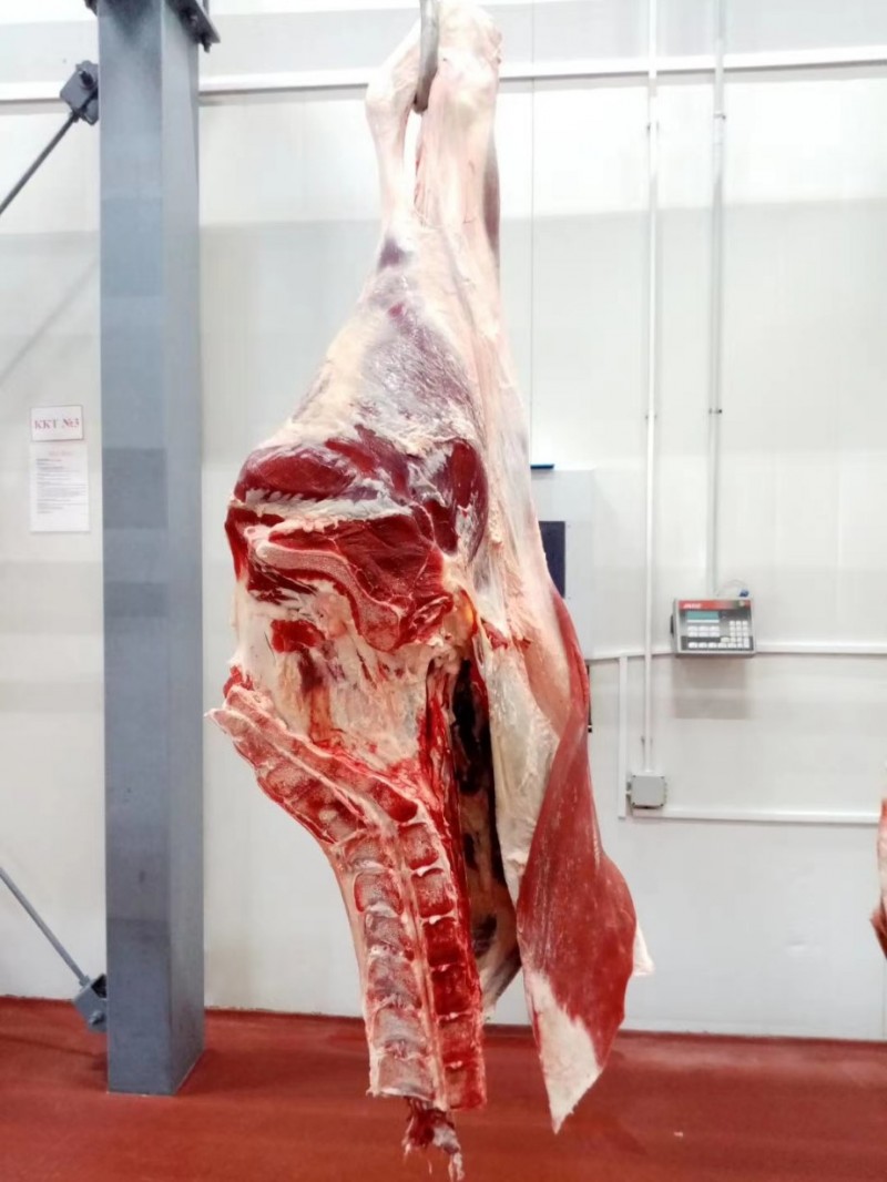 白俄母牛四分体