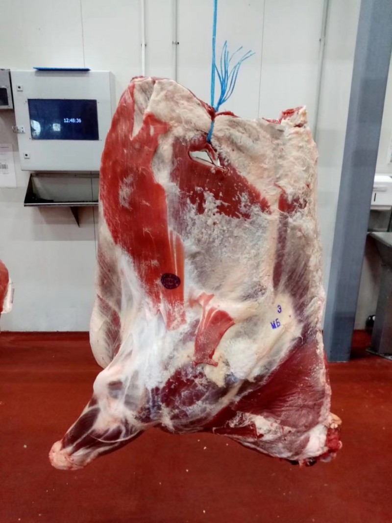 白俄母牛四分体