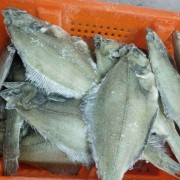 深海碟鱼