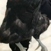 打野老公鸡