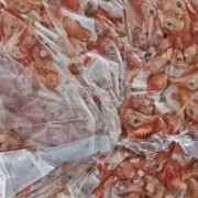 鸡头