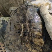 原生态放养大甲鱼