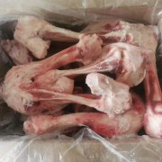 母猪后腿骨
