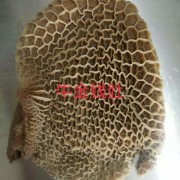 牛大肚，金钱肚