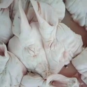 猪头
