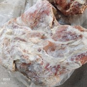 母猪前排