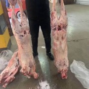 羊酮体