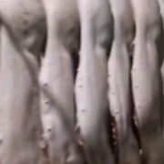 鲜白条