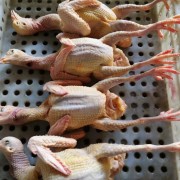 精品乳鸽