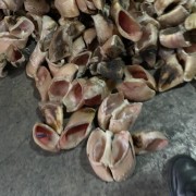牛蹄壳