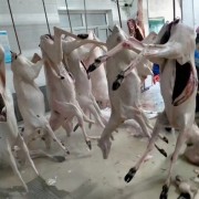 鹿白条 鹿肉