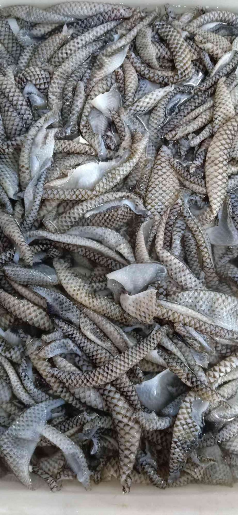 图片展示罗非鱼冰鲜鱼皮品质如图,口感脆,适用于自助