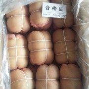 捆肘