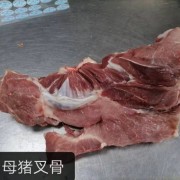 母猪尾叉骨