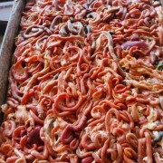 大肉食鸡肠