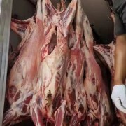 内蒙苏尼特羊