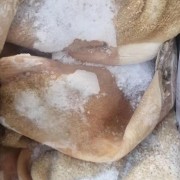 巴西牛肚