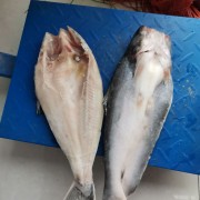 开背巴沙鱼