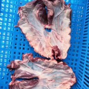 国产连肝肉