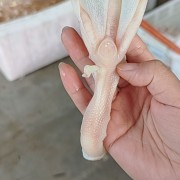 去骨鸭掌去骨鸡爪
