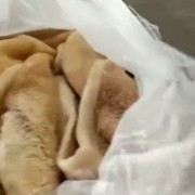 牛肚