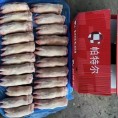 西班牙15289短脚
