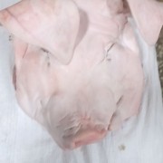 猪头