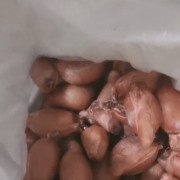 牛蛋牛宝牛睾丸