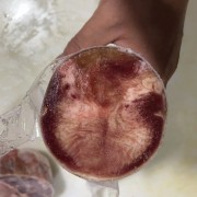 牛舌