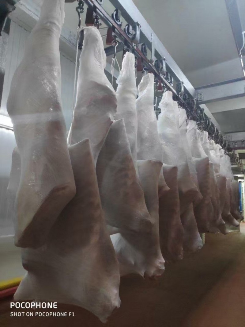 白俄公牛四分体