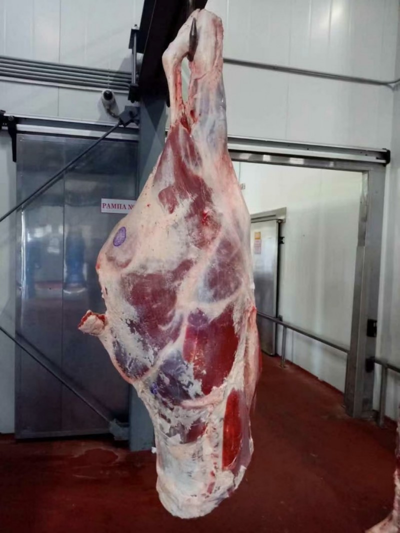 白俄公牛四分体