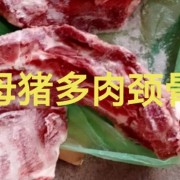 母猪胫骨