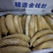 金钱肚