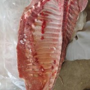 肥猪通排