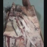 燕翅骨