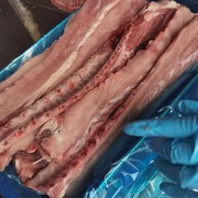 龙骨