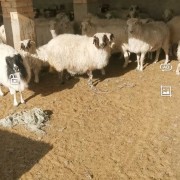 宁夏盐池县滩羊