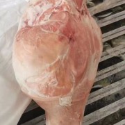 肥猪火腿