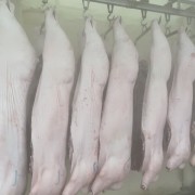 白条