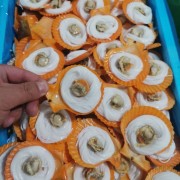 黄金粉丝扇贝