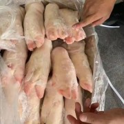 一级母猪猪蹄