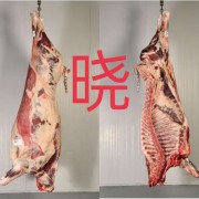白俄牛四分体