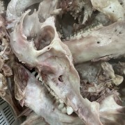 熟猪头骨