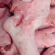 子母猪 猪脚带膀