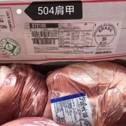 504肩胛