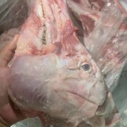猪头骨