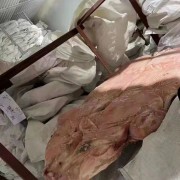 中猪