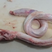 牛鞭