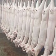 带皮山羊