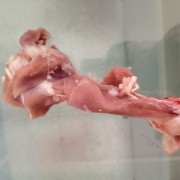 华英鸭翅骨